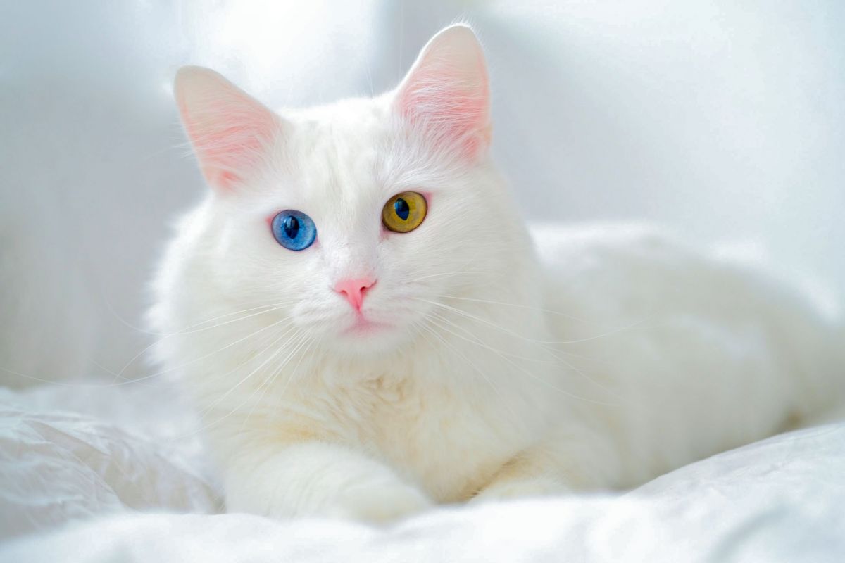 kedi.jpg