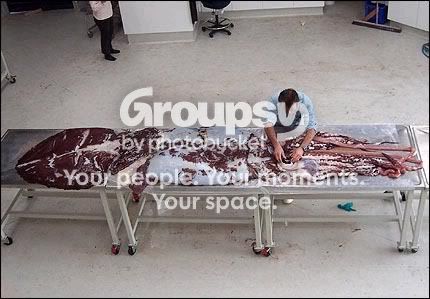 giant_squid3.jpg