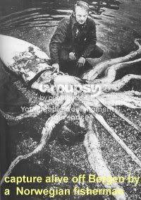 squid4.jpg