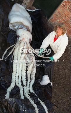 giant-squid_072202.jpg